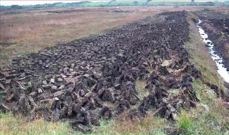 Irish Bog