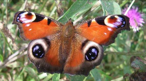 Red Admiral Butterfly