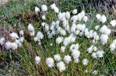 Bog Cotton