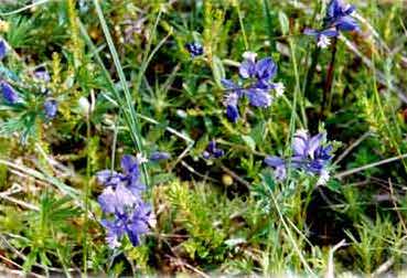 Milkwort