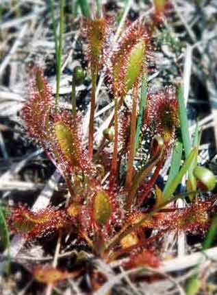 Sundew